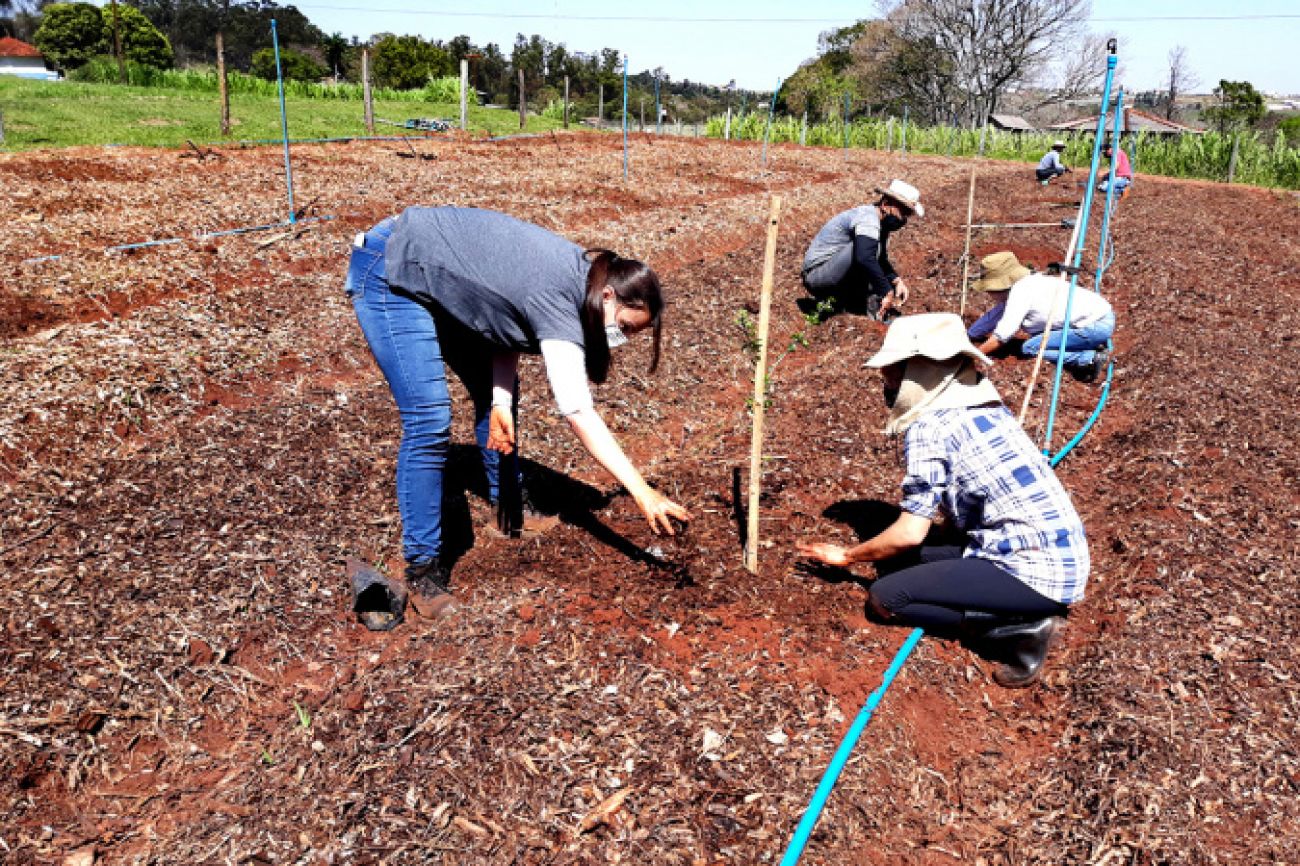 Fazenda experimental da UEM: setor de agroecologia e orgânicos completa 20 anos Fazenda experimental da UEM: setor de agroecologia e orgânicos completa 20 anos
