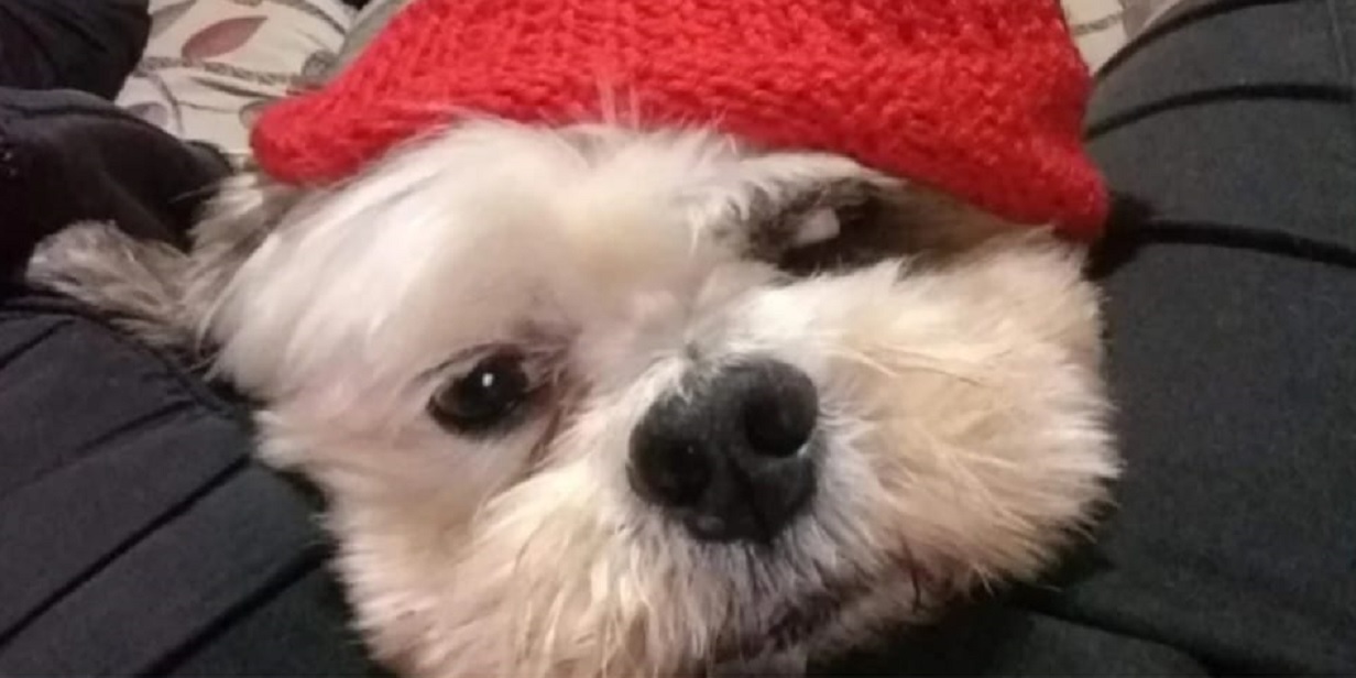 Família pede ajuda para custear tratamento veterinário do cãozinho Thor Família pede ajuda para custear tratamento veterinário do cãozinho Thor