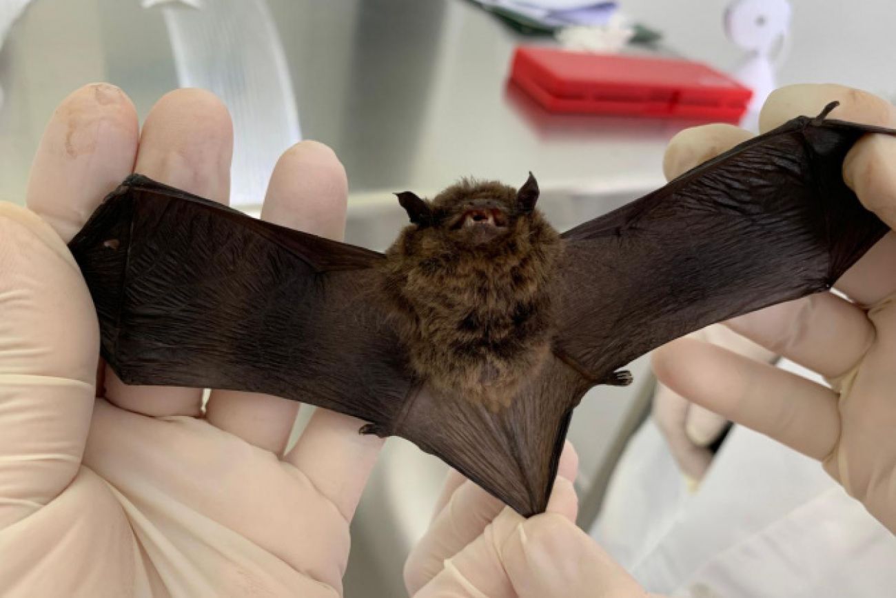 "I'm Batman"; Saúde alerta para cuidados com morcegos e prevenção contra a raiva no verão
