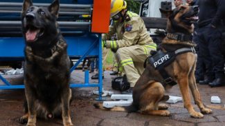 Cães da PCPR ajudaram a apreender 2,8 toneladas de drogas em 2024