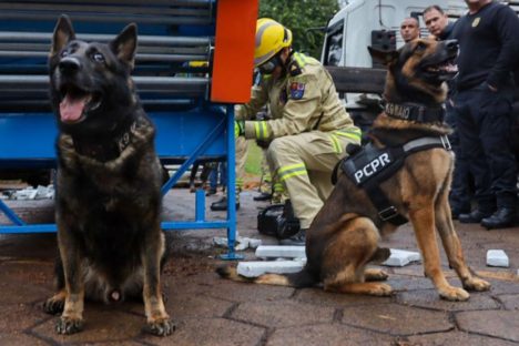 Imagem referente a Cães da PCPR ajudaram a apreender 2,8 toneladas de drogas em 2024