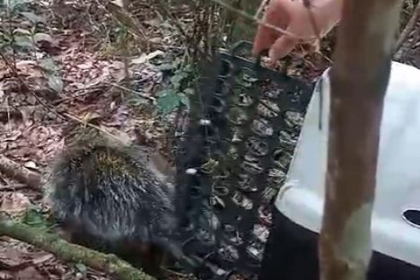 Imagem referente a Após tratamento, técnicos do IAT devolvem porco-espinho à natureza em Pitanga