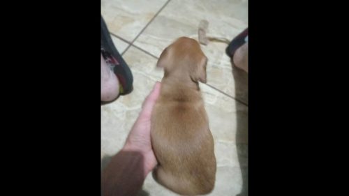 Imagem referente a Cachorro é encontrado no bairro Floresta