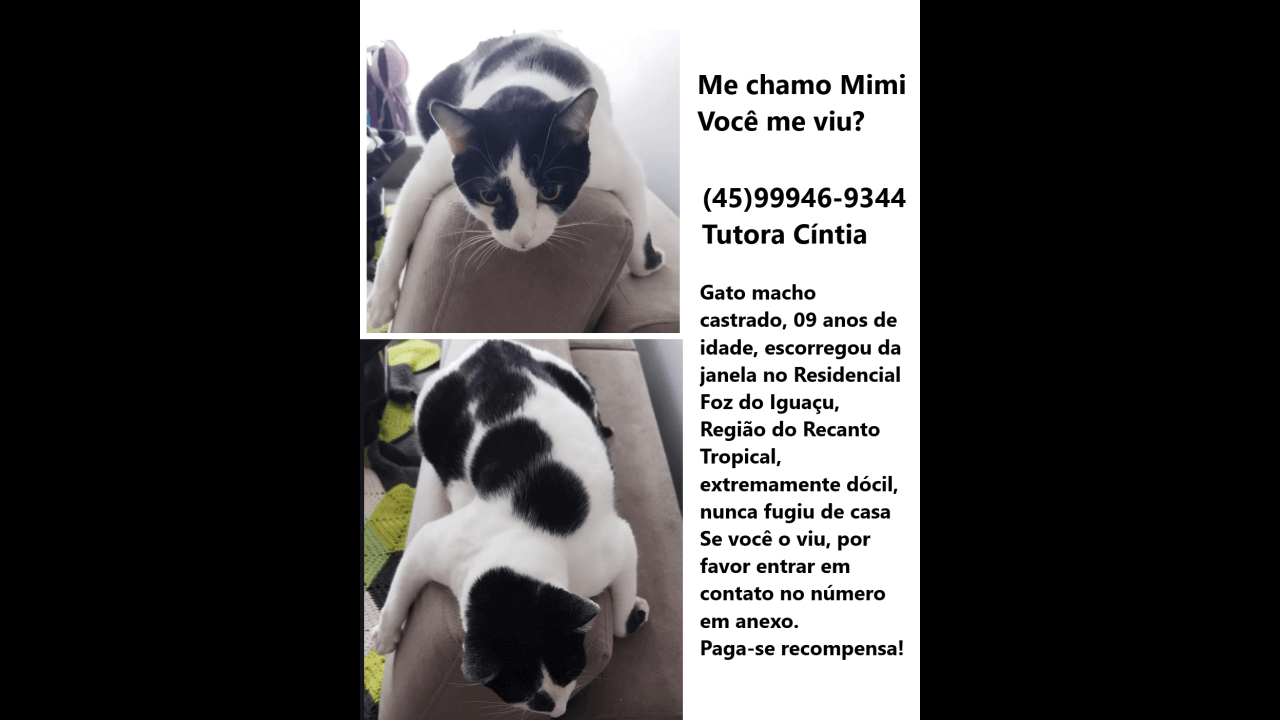 Gato Mimi desapareceu no bairro Recanto Tropical