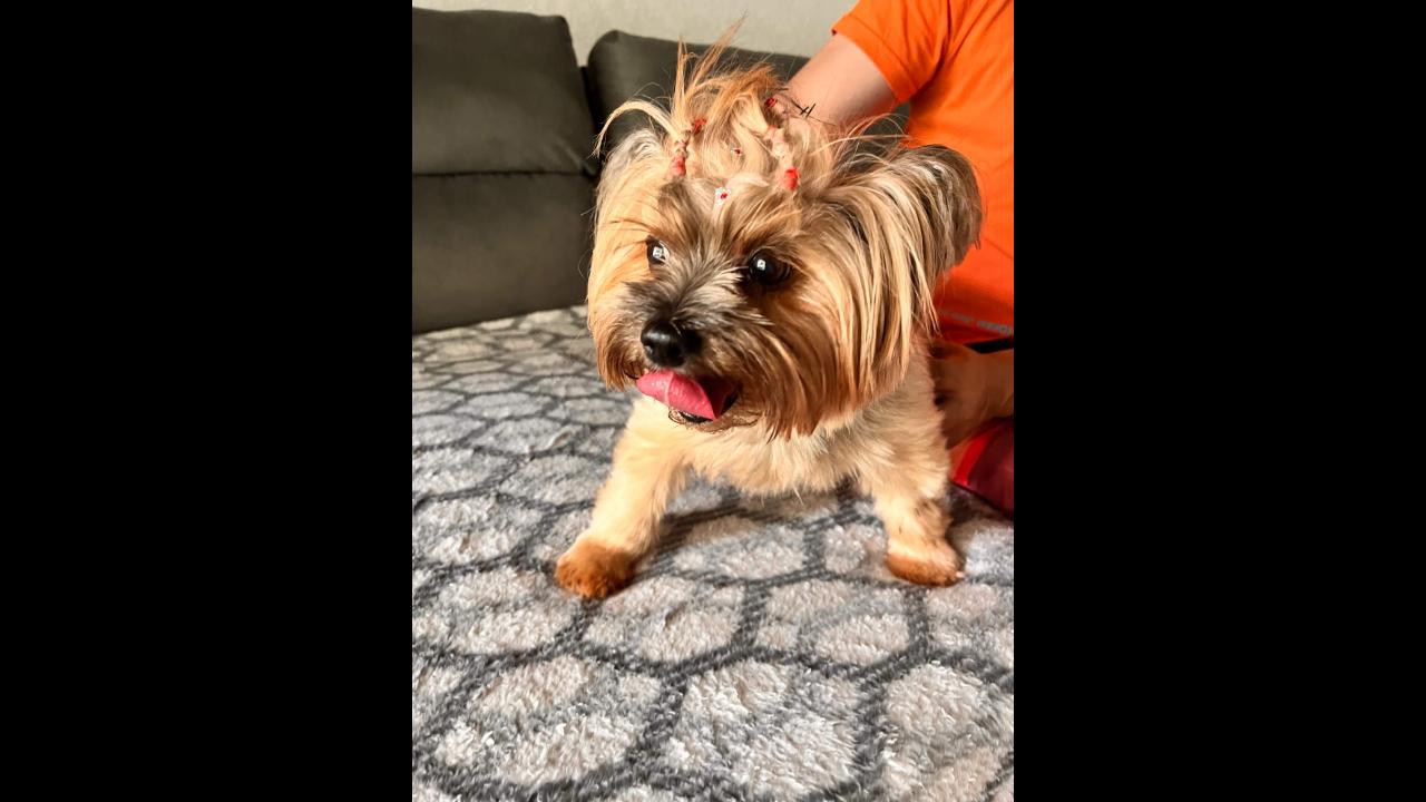 Cachorra é encontrada no bairro Lago Azul