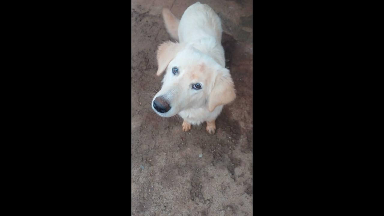 Cachorra Mel desapareceu no bairro Santo Onofre