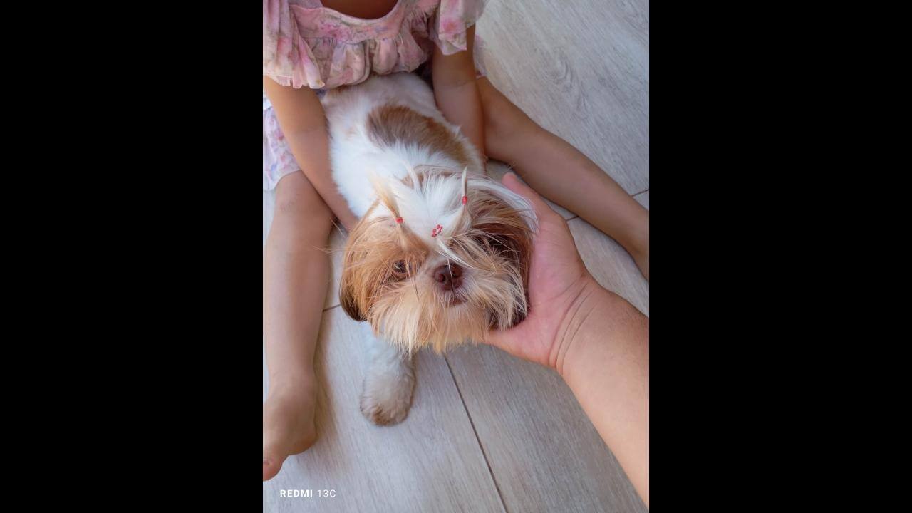 Cachorra é encontrada no bairro Pioneiros Catarinenses