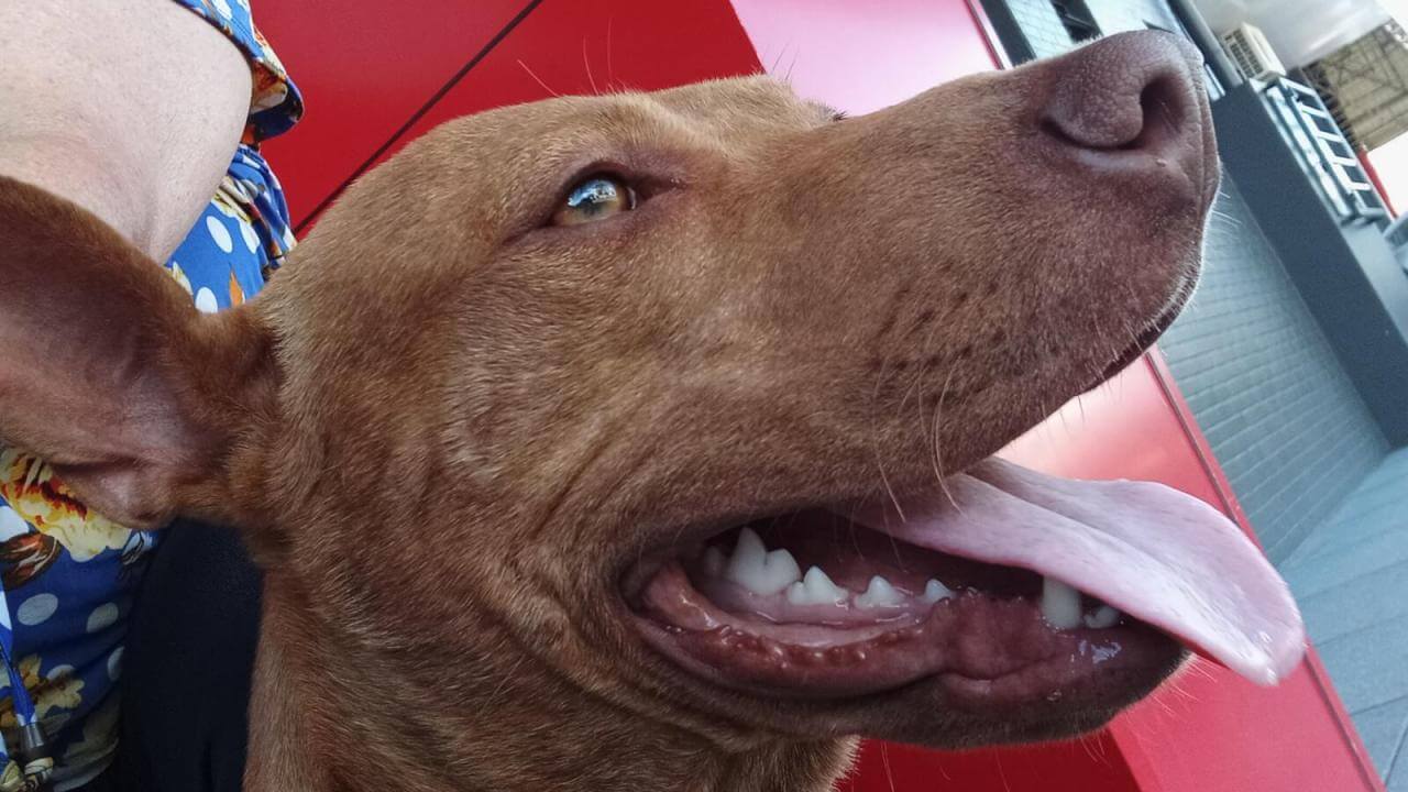 Cachorro é encontrado no bairro Alto Alegre