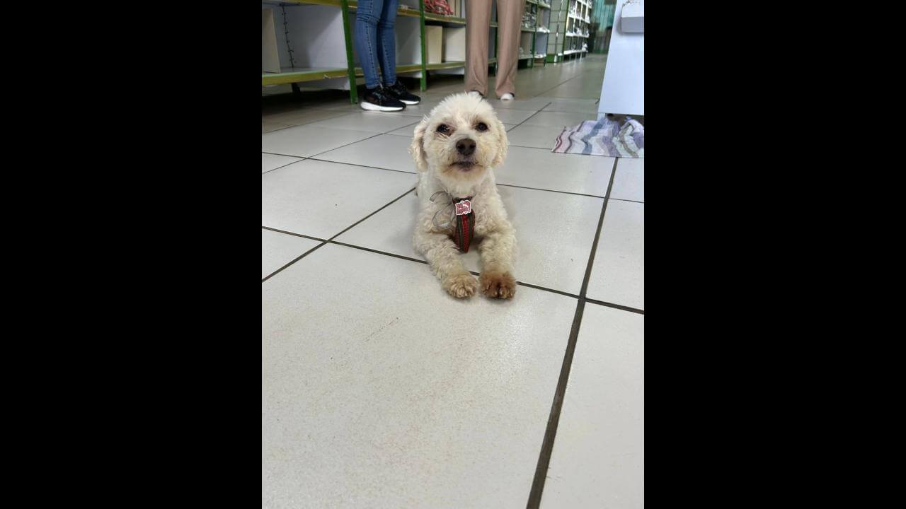 Cachorro é encontrado no bairro Alto Alegre