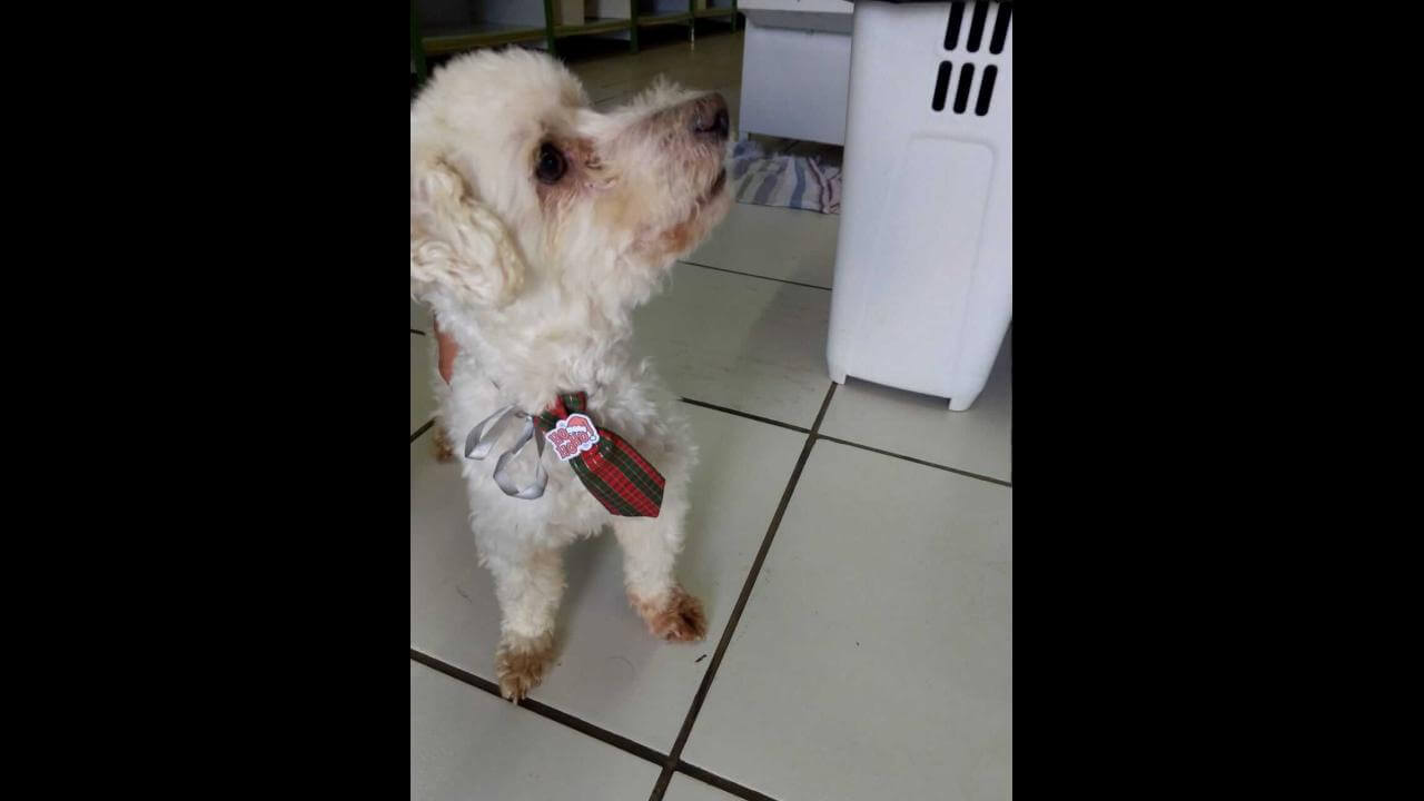 Cachorro é encontrado no bairro Alto Alegre