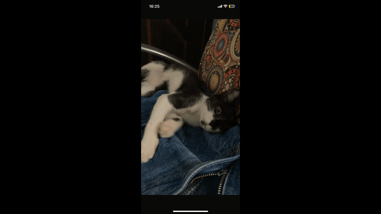 Gata Lua desapareceu no bairro Santa Cruz