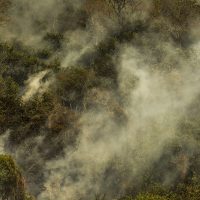 Imagem referente a Governo aprova planos contra desmatamento no Pantanal e na Caatinga