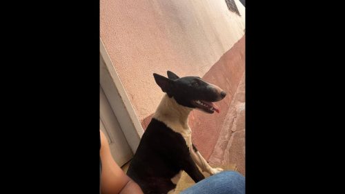 Imagem referente a Cachorra Kiara desapareceu no bairro Nova Cidade