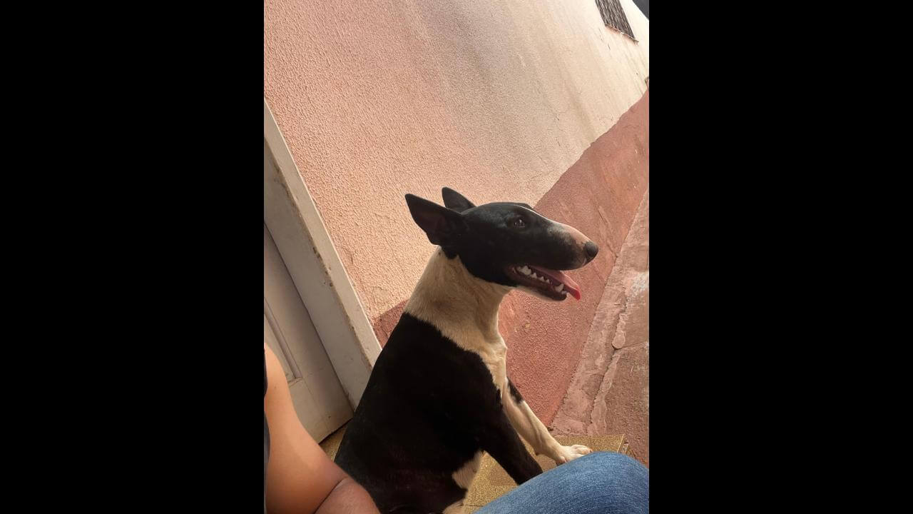 Cachorra Kiara desapareceu no bairro Nova Cidade