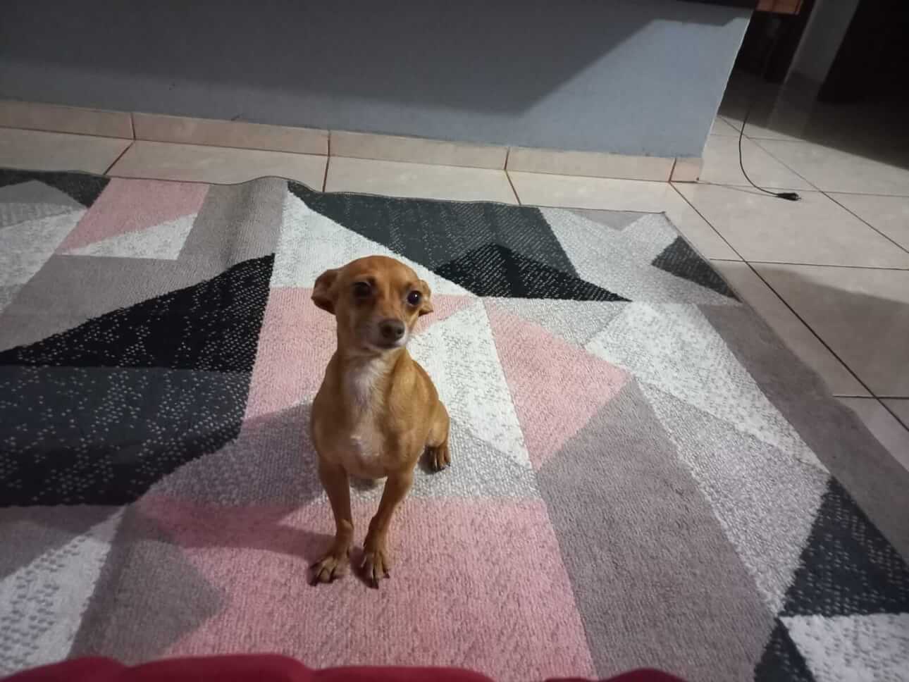 Cachorro Gigante desapareceu no bairro Alto Alegre