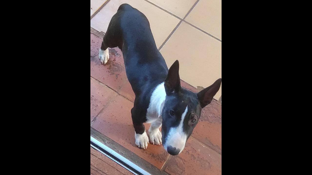 Cachorra Kiara desapareceu no bairro Jardim União