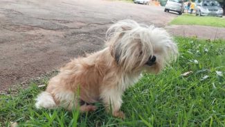 Imagem referente a Cachorra é encontrada no bairro Floresta