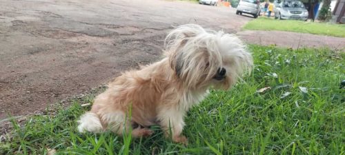 Imagem referente a Cachorra é encontrada no bairro Floresta