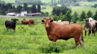 Plano de identificação de bovinos fortalecerá proteção do rebanho no Paraná, avalia Adapar