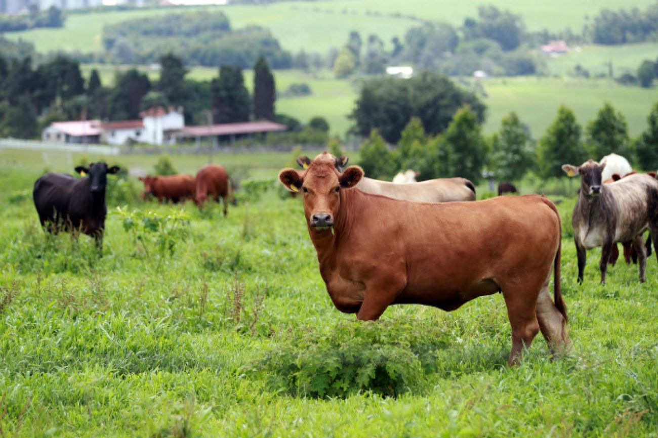 Plano de identificação de bovinos fortalecerá proteção do rebanho no Paraná, avalia Adapar Plano de identificação de bovinos fortalecerá proteção do rebanho no Paraná, avalia Adapar