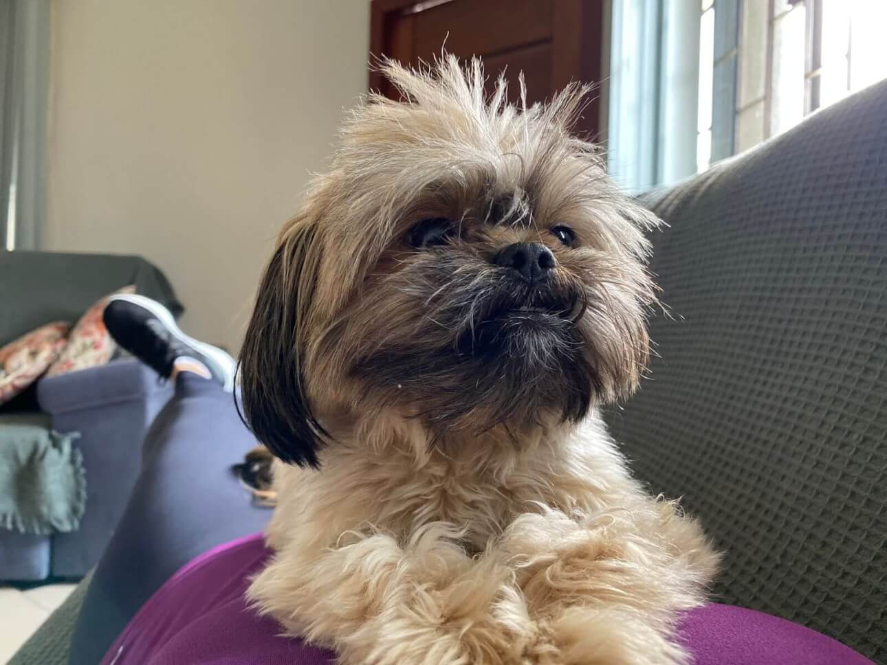 Cachorra Amora desapareceu no bairro Neva Cachorra Amora desapareceu no bairro Neva