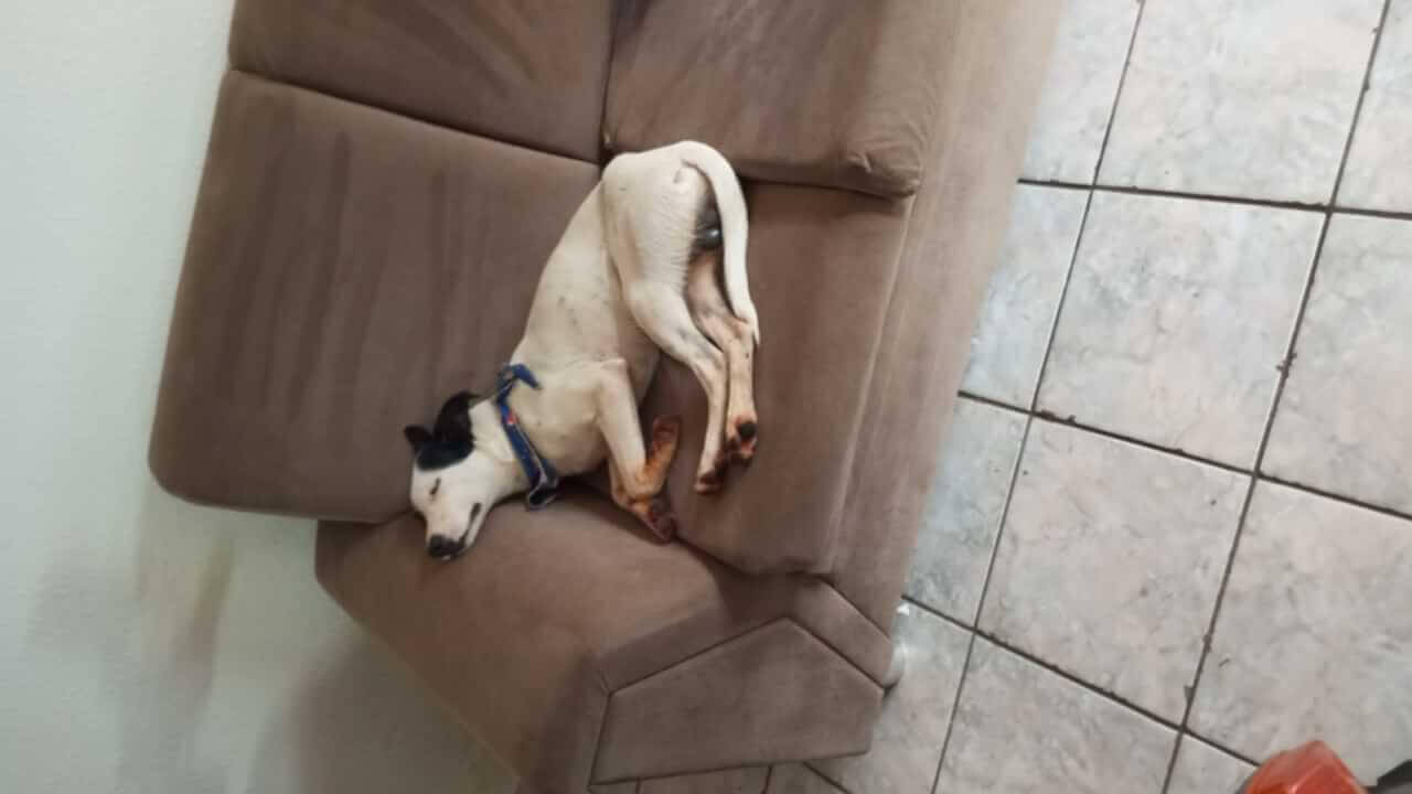 Cachorro Damião desapareceu no bairro Maria Luiza