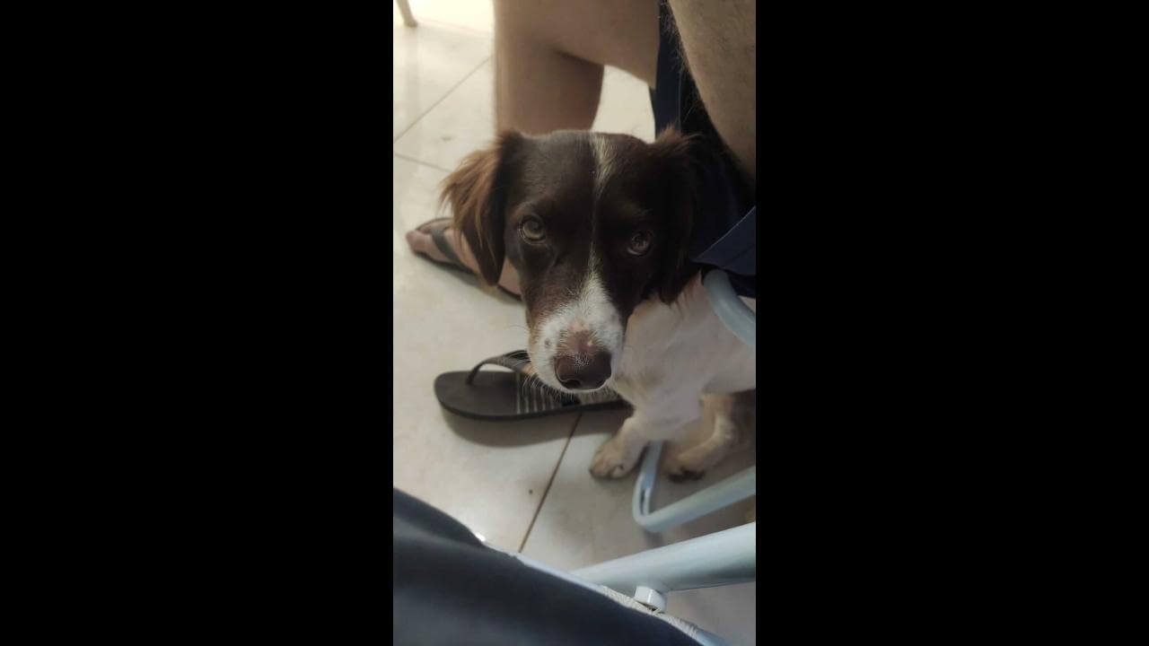 Cachorro Thor desapareceu no bairro Cascavel Velho