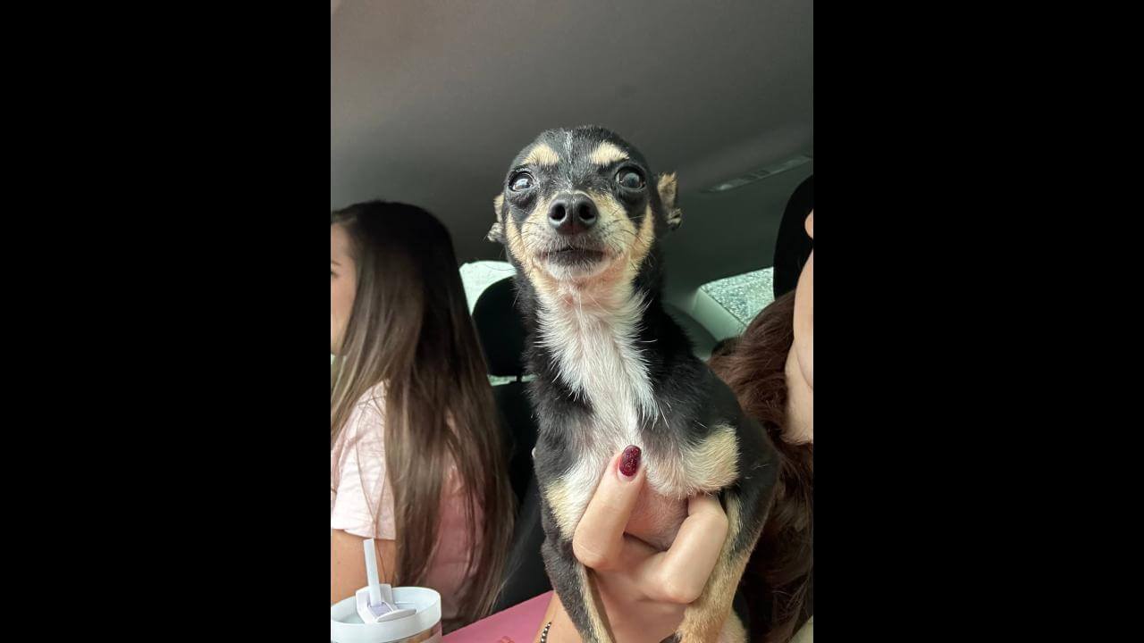 Cachorro é encontrado no bairro Recanto Tropical