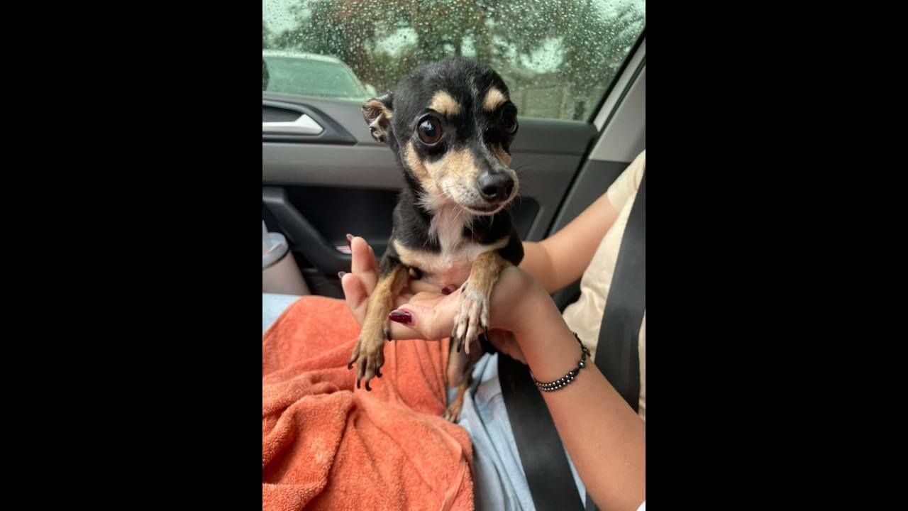 Cachorro é encontrado no bairro Recanto Tropical