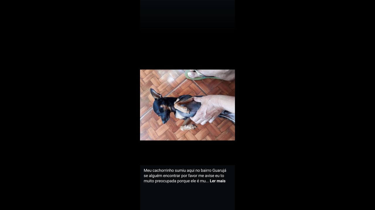 Cachorro Jack desapareceu no bairro Guarujá