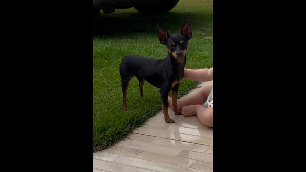 Cachorro Jack desapareceu no bairro 14 de Novembro