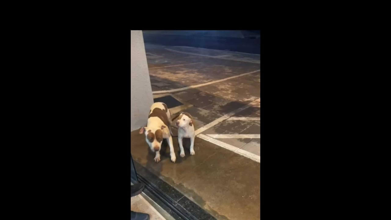 Cachorra Kira desapareceu no bairro Periolo