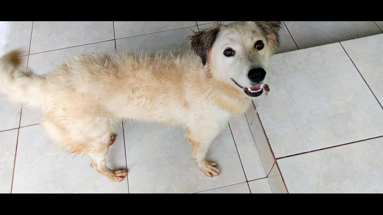 Cachorra é encontrada no bairro Esmeralda
