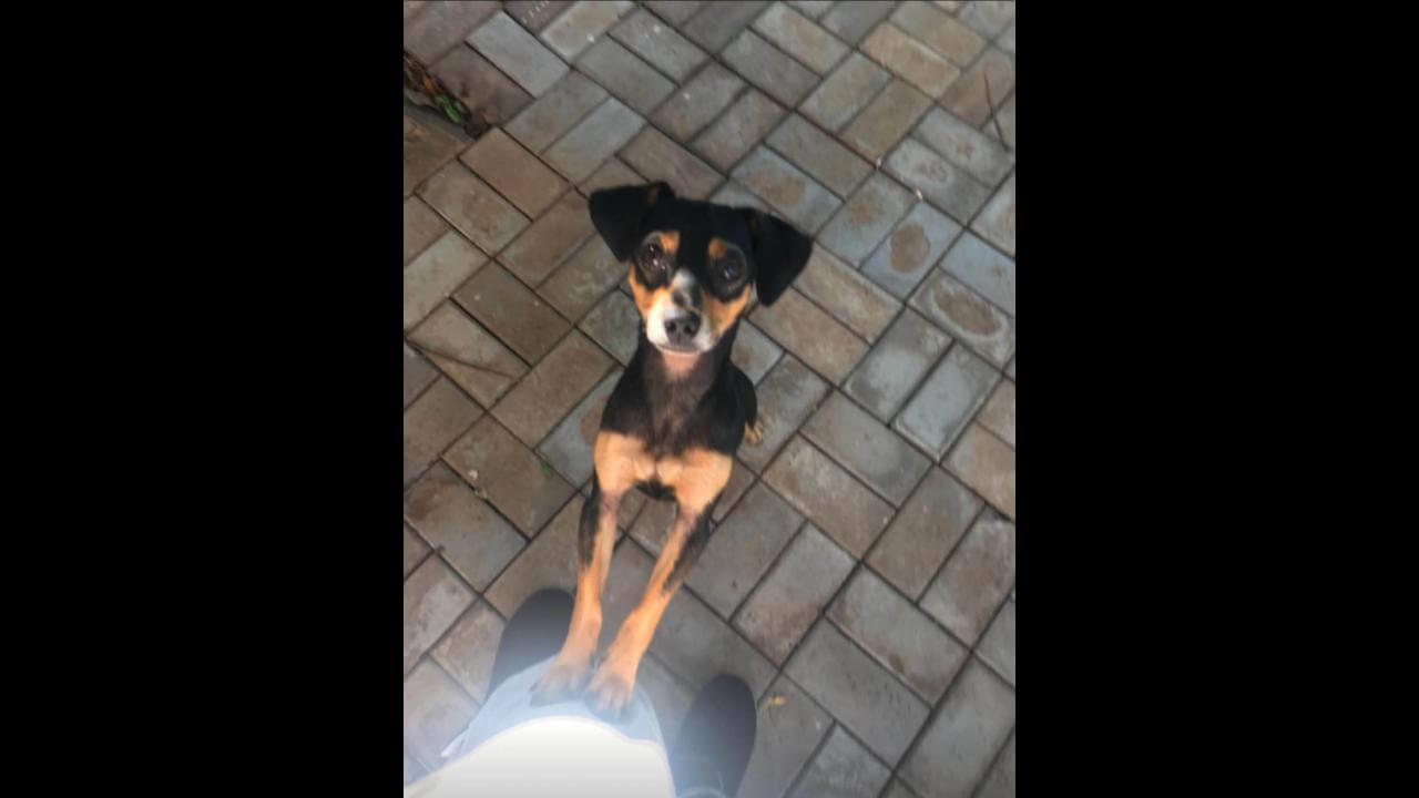 Cachorro Negao desapareceu no bairro Santa Cruz