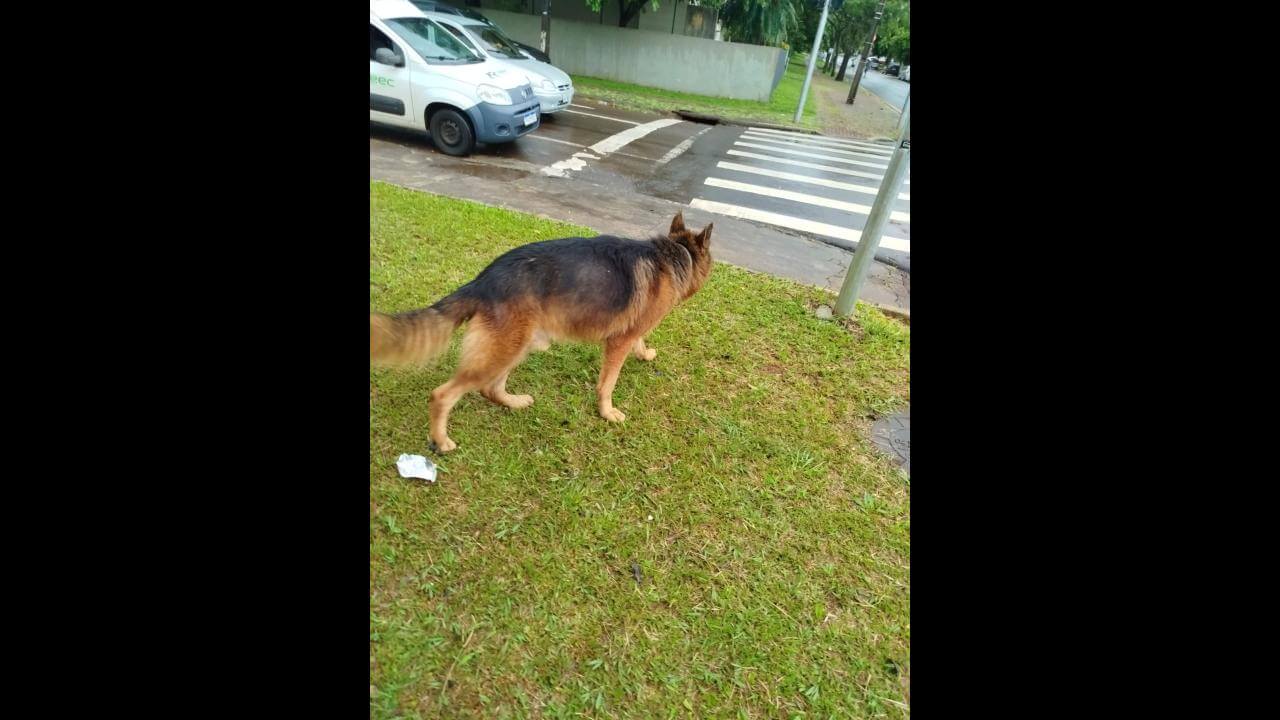 Cachorro é encontrado no bairro Coqueiral