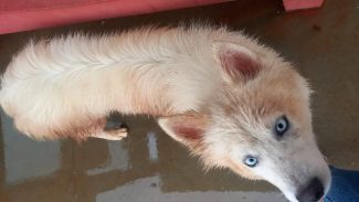 Imagem referente a Cachorro é encontrado no bairro Morumbi