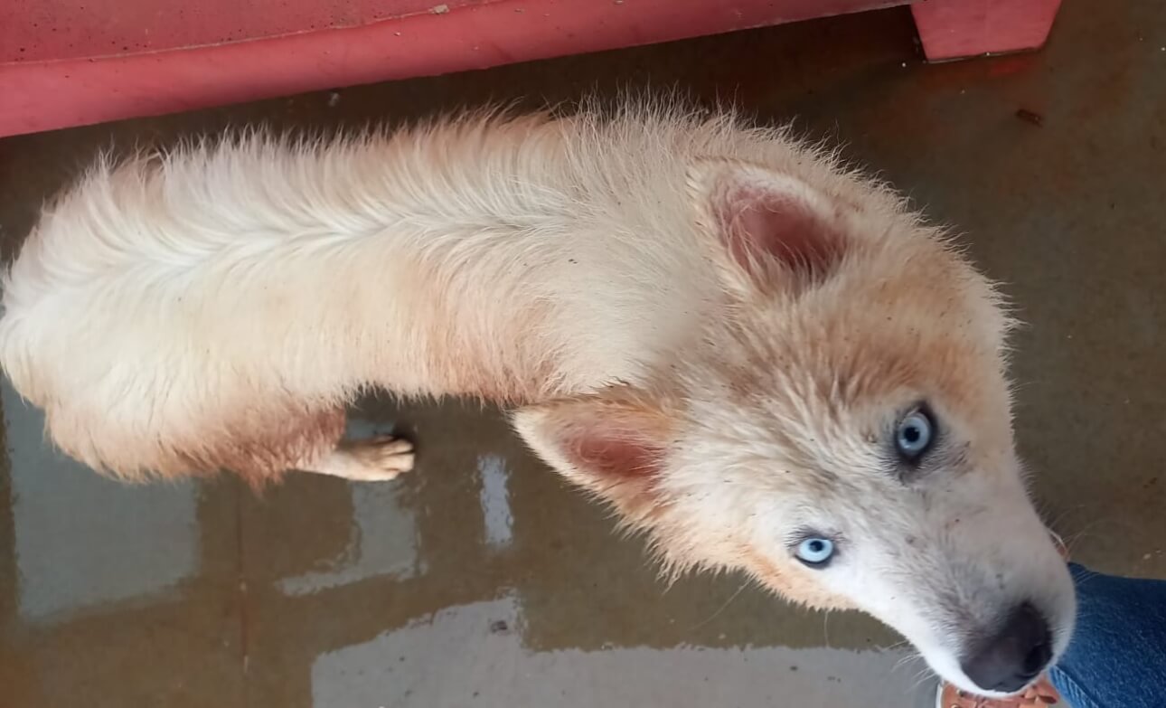 Cachorro é encontrado no bairro Morumbi