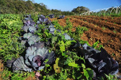 Imagem referente a Projeto Renda Agricultor Familiar passa a atender 10 mil pessoas no Paraná