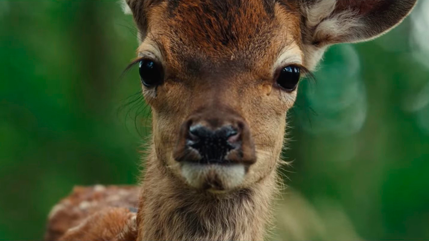 Bambi | Live-action gravado com animais em floresta, sem CGI, ganha trailer