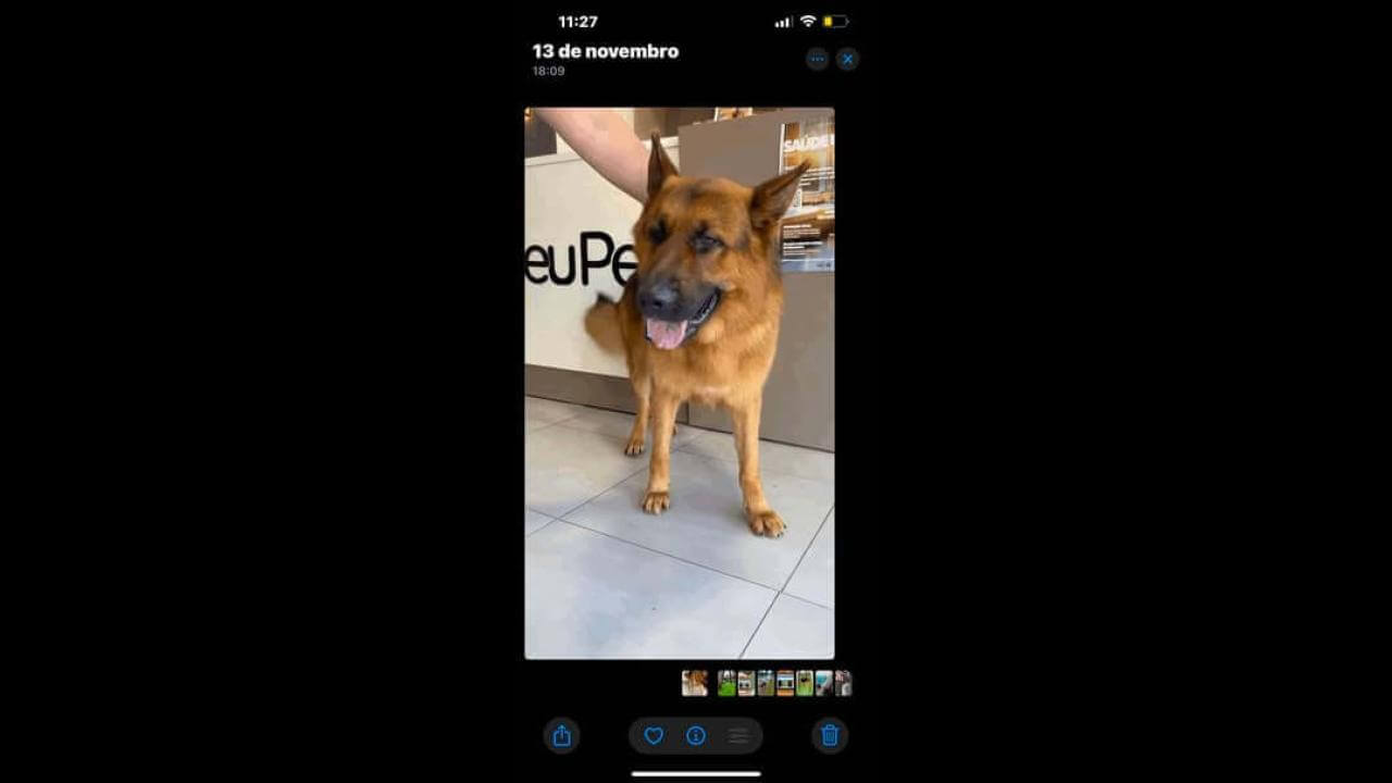 Cachorro Irkan desapareceu no bairro Alto Alegre Cachorro Irkan desapareceu no bairro Alto Alegre