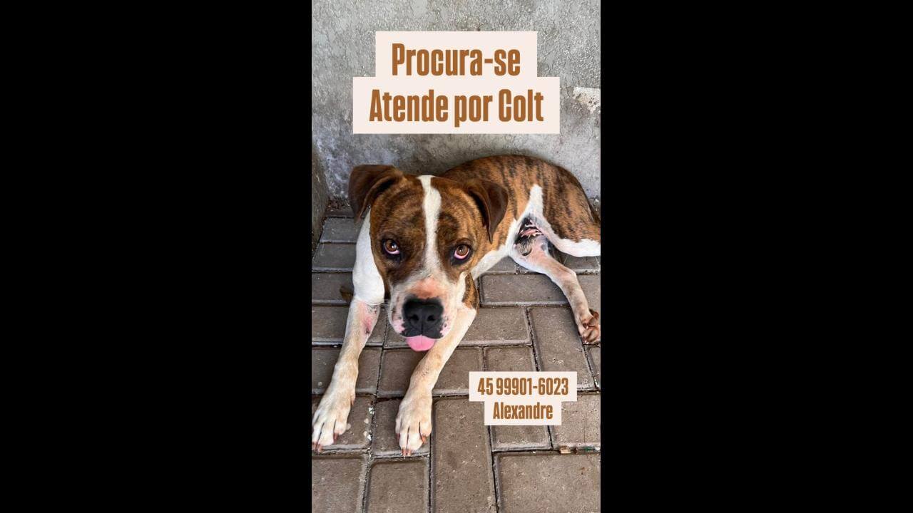 Cachorro Colt desapareceu no bairro Brasmadeira