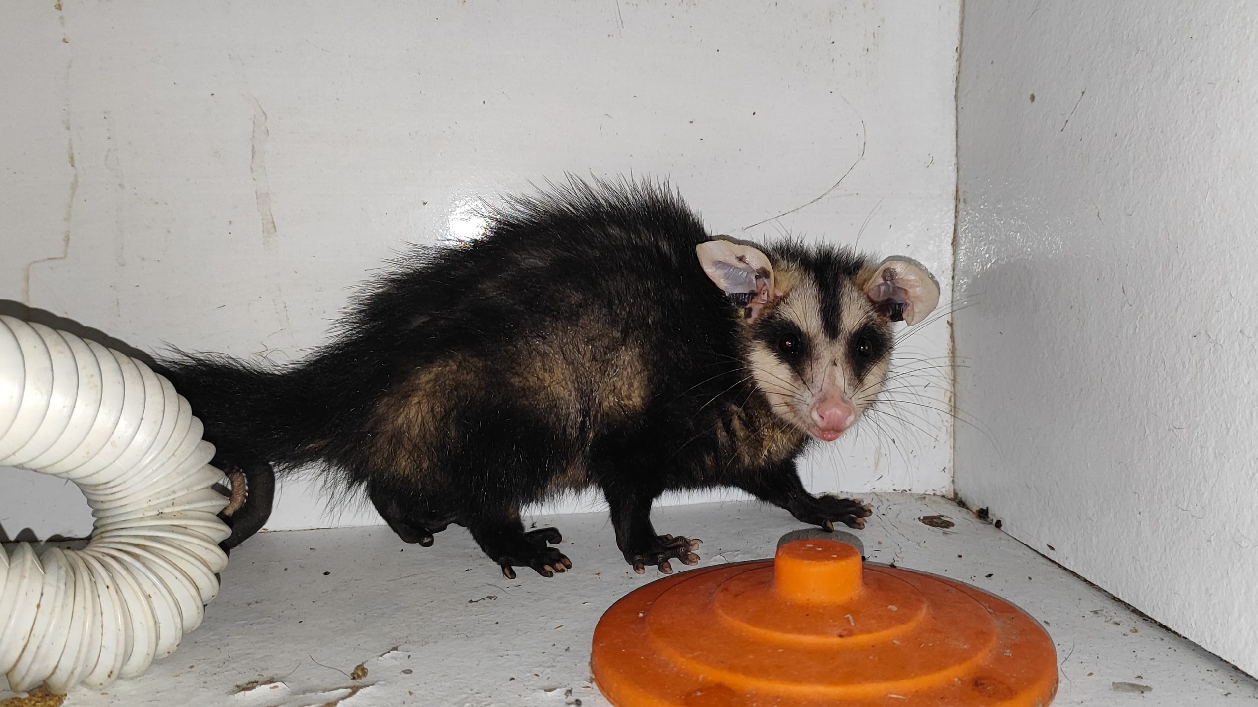 Gambá em Missão Impossível: invasão, caos e fuga pela pia! Gambá em Missão Impossível: invasão, caos e fuga pela pia!