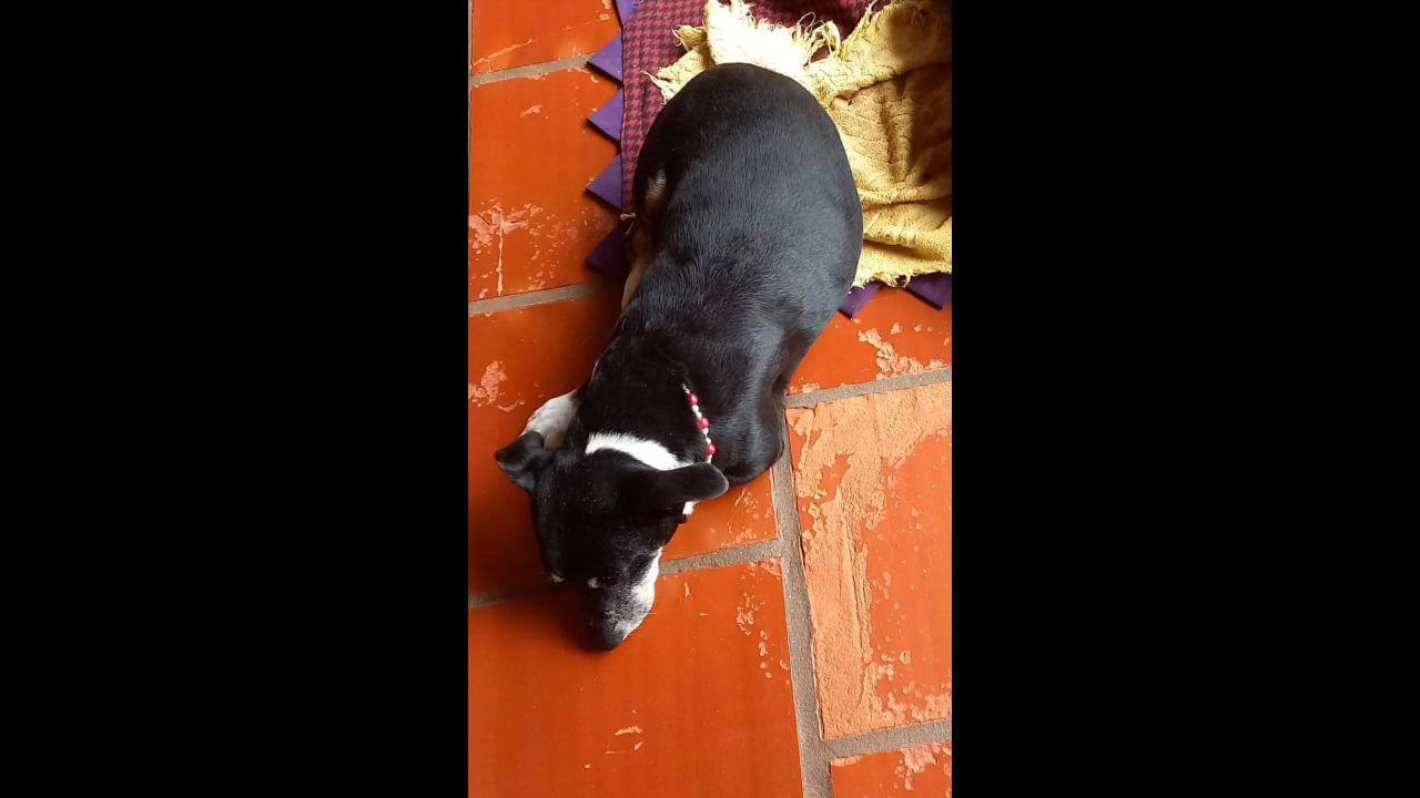 Cachorro Mano desapareceu no bairro São Cristóvão