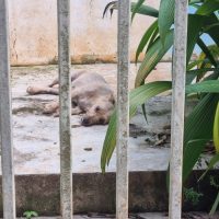 Imagem referente a Cachorro fica preso em portão e Bombeiros são mobilizados ao Universitário