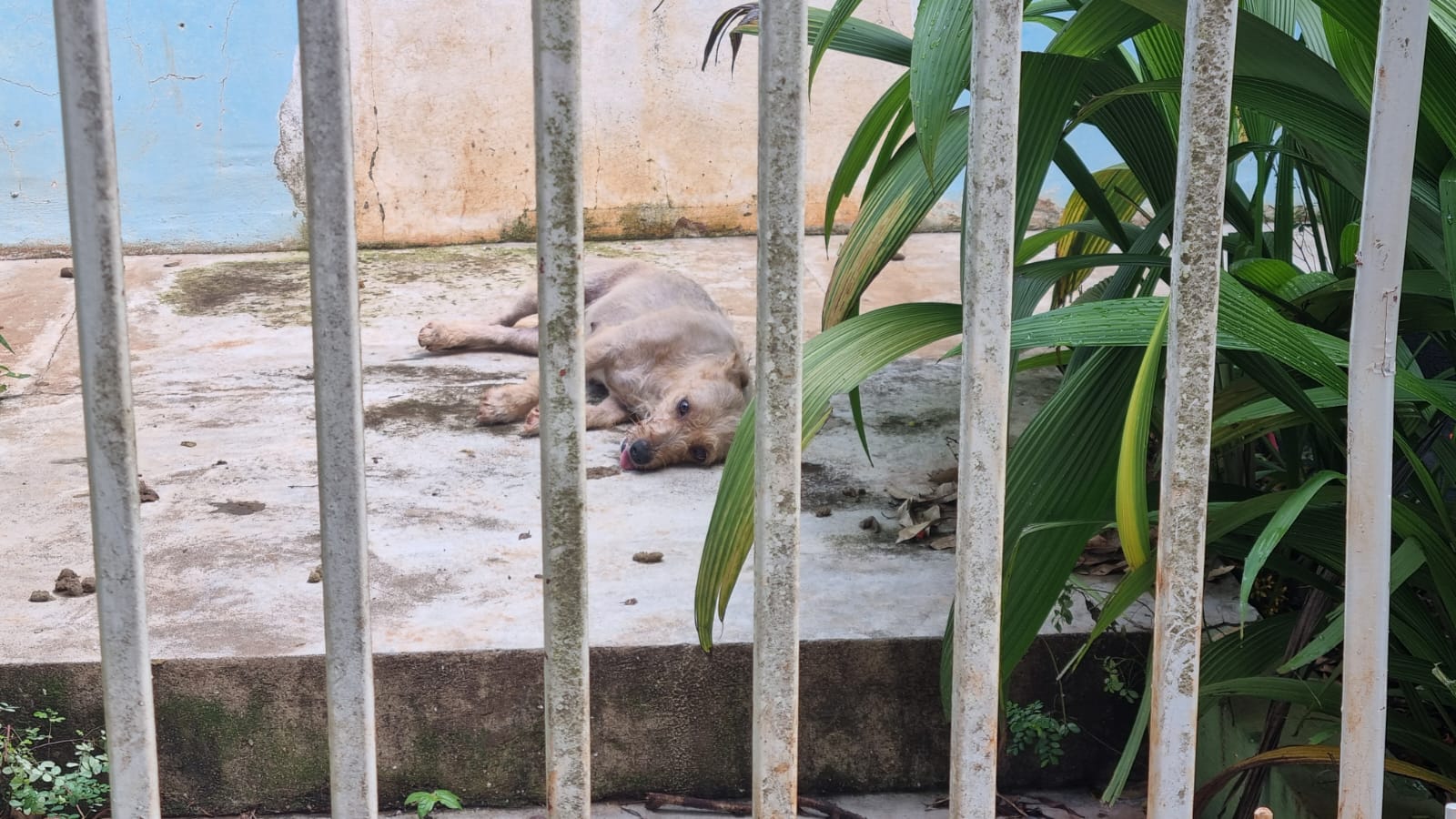 Cachorro fica preso em portão e Bombeiros são mobilizados ao Universitário