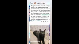 Imagem referente a Gato Fumaça desapareceu no bairro Angra dos Reis