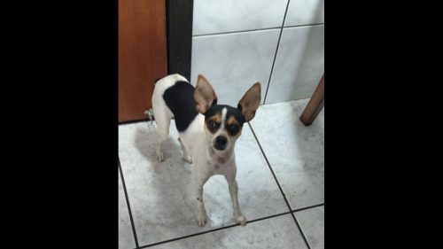 Imagem referente a Cachorra é encontrada no bairro Neva