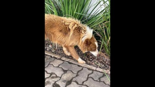 Imagem referente a Cachorro é encontrado no bairro Centro