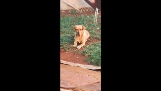 Imagem referente a Cachorro Caramelo desapareceu no bairro Brasmadeira