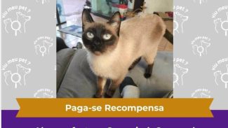 Imagem referente a Gata Lety desapareceu no bairro Coqueiral